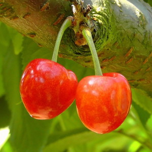 cherries-178148_1280